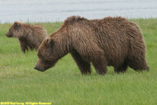bear and cub